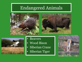 Endangered Animals Beavers Wood Bison Siberian Crane Siberian Tiger 