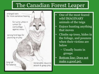 The Canadian Forest Leaper One of the most feared wild IMAGINARY animals of the taiga Enjoys hunting anything that moves Climbs up trees, hides in the foliage, and pounces when their victims are below Usually hunts in groups Bottom line: Does not make a good pet. 