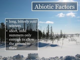 long, bitterly cold winters  short, mild summers only enough to allow the ground to thaw  Abiotic Factors 