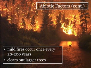 mild fires occur once every 20-200 years clears out larger trees Abiotic Factors (cont.) 