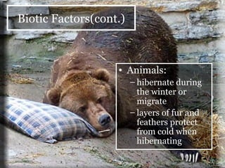 Animals: hibernate during the winter or migrate layers of fur and feathers protect from cold when hibernating  Biotic Factors(cont.) 