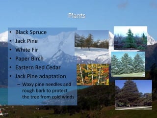 • Black Spruce
• Jack Pine
• White Fir
• Paper Birch
• Eastern Red Cedar
• Jack Pine adaptation
– Waxy pine needles and
rough bark to protect
the tree from cold winds