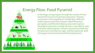 Taiga biome period 3 | PPT