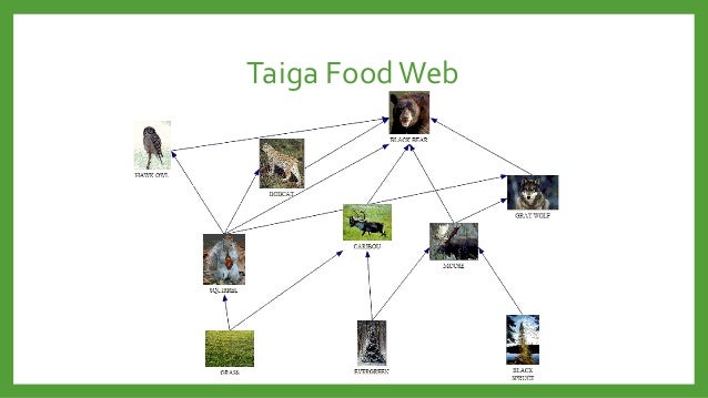 taiga biome period 3