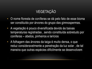 VEGETAÇÃO
• O nome floresta de coníferas se dá pelo fato de esse bioma
ser constituído por árvores do grupo das gimnospermas.
• A vegetação é pouco diversificada devido às baixas
temperaturas registradas , sendo constituída sobretudo por
coníferas – abetos, pinheiros e larícios
• A folhagem das árvores da taiga é muito densa, o que
reduz consideravelmente a penetração da luz solar , de tal
maneira que outras espécies dificilmente se desenvolvem
 