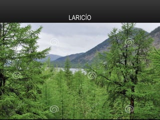 LARICÍO
 
