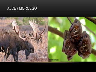 ALCE / MORCEGO
 