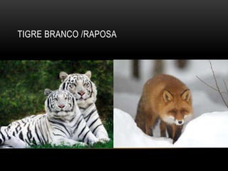 TIGRE BRANCO /RAPOSA
 