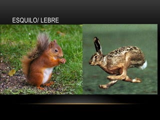 ESQUILO/ LEBRE
 