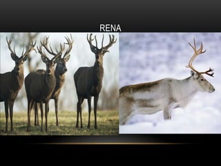RENA
 