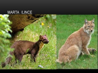 MARTA /LINCE
 