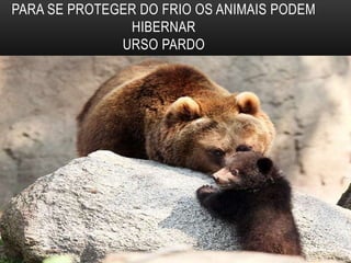 PARA SE PROTEGER DO FRIO OS ANIMAIS PODEM
HIBERNAR
URSO PARDO
 