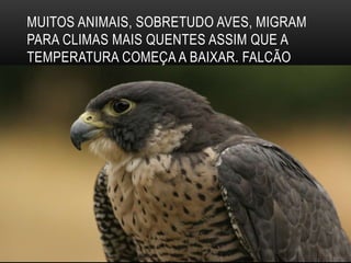 MUITOS ANIMAIS, SOBRETUDO AVES, MIGRAM
PARA CLIMAS MAIS QUENTES ASSIM QUE A
TEMPERATURA COMEÇA A BAIXAR. FALCÃO
 