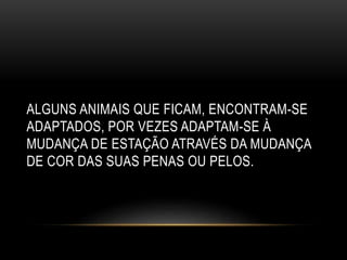ALGUNS ANIMAIS QUE FICAM, ENCONTRAM-SE
ADAPTADOS, POR VEZES ADAPTAM-SE À
MUDANÇA DE ESTAÇÃO ATRAVÉS DA MUDANÇA
DE COR DAS SUAS PENAS OU PELOS.
 