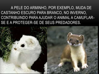 A PELE DO ARMINHO, POR EXEMPLO, MUDA DE
CASTANHO ESCURO PARA BRANCO, NO INVERNO,
CONTRIBUINDO PARA AJUDAR O ANIMAL A CAMUFLAR-
SE E A PROTEGER-SE DE SEUS PREDADORES.
 