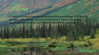 • O nome cornífera deve-se ao predomínio de pinheiros. Também há
musgos, samambaias, pequenos arbustos e árvores do grupo
angiospermas (plantas com frutos), como faias e bétulas.
 