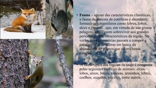 • Fauna – apesar das características climáticas,
a fauna da floresta de coníferas é abundante,
formada por mamíferos como lebres, lobos,
alces e raposas , que, em virtude da sua grossa
pelagem, conseguem sobreviver aos grandes
períodos de frio característicos da região. No
verão, aves migratórias passam a compor a
paisagem das coníferas em busca da
abundância de insetos que ocorre nessa
estação.
• A fauna típica das regiões de taiga é composta
pelas seguintes espécies de animais: alces,
lobos, ursos, linces, raposas, arminhos, lebres,
coelhos, esquilos, gaviões, entre outros.
 