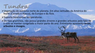 Vegetação do extremo norte do planeta. Em altas latitudes da América do
Norte (Canadá e Alasca), da Europa e da Ásia.
Suporta baixíssimas temperaturas.
Do tipo gramínea, não possui grandes árvores e grandes arbustos pelo fato de
o solo se manter congelado a maior parte do ano. Entretanto apresenta ervas,
arbustos e musgos.
 