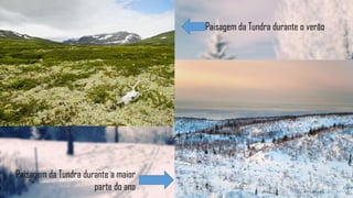 Paisagem da Tundra durante o verão
Paisagem da Tundra durante a maior
parte do ano
 
