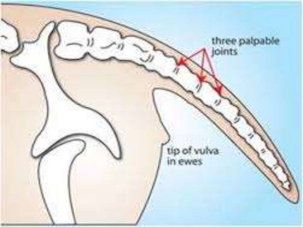 Tail docking in equines