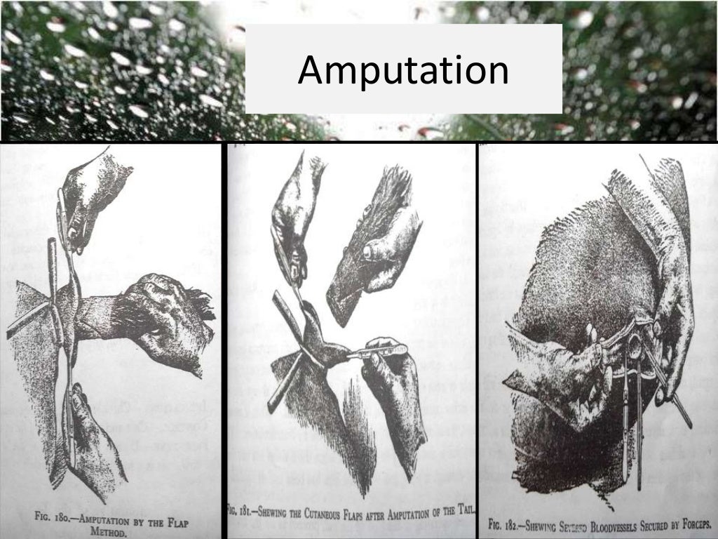 Tail docking in equines