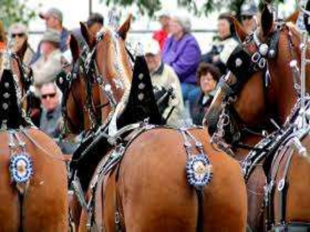 tail-docking-in-equines