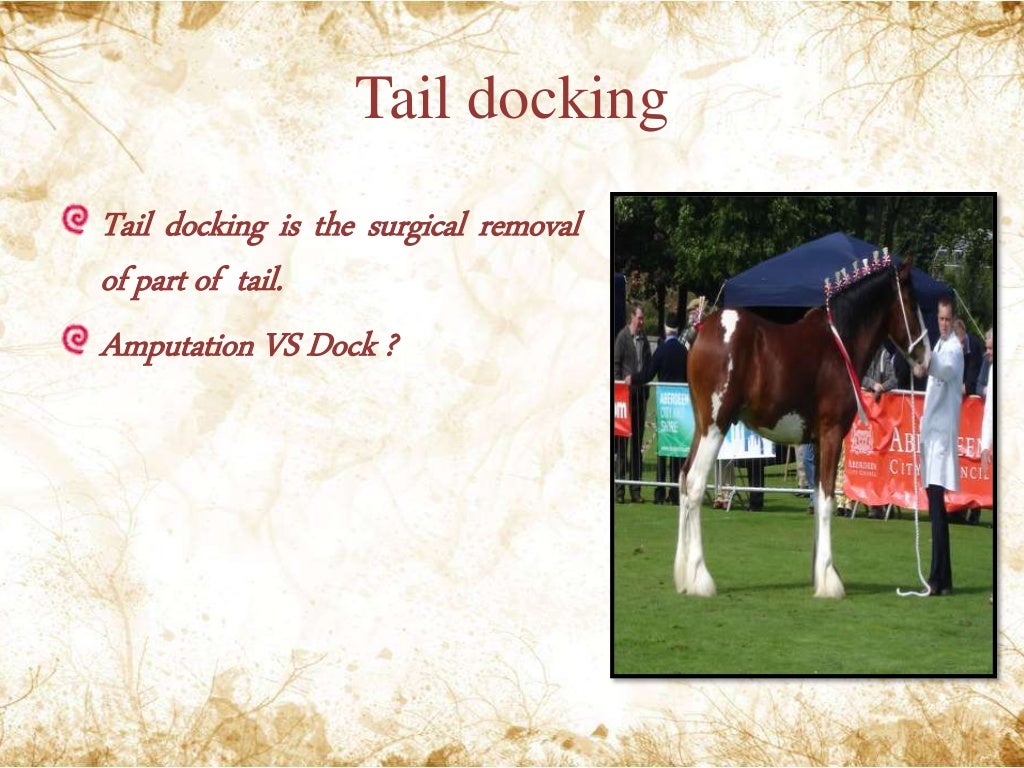 Tail docking in equines
