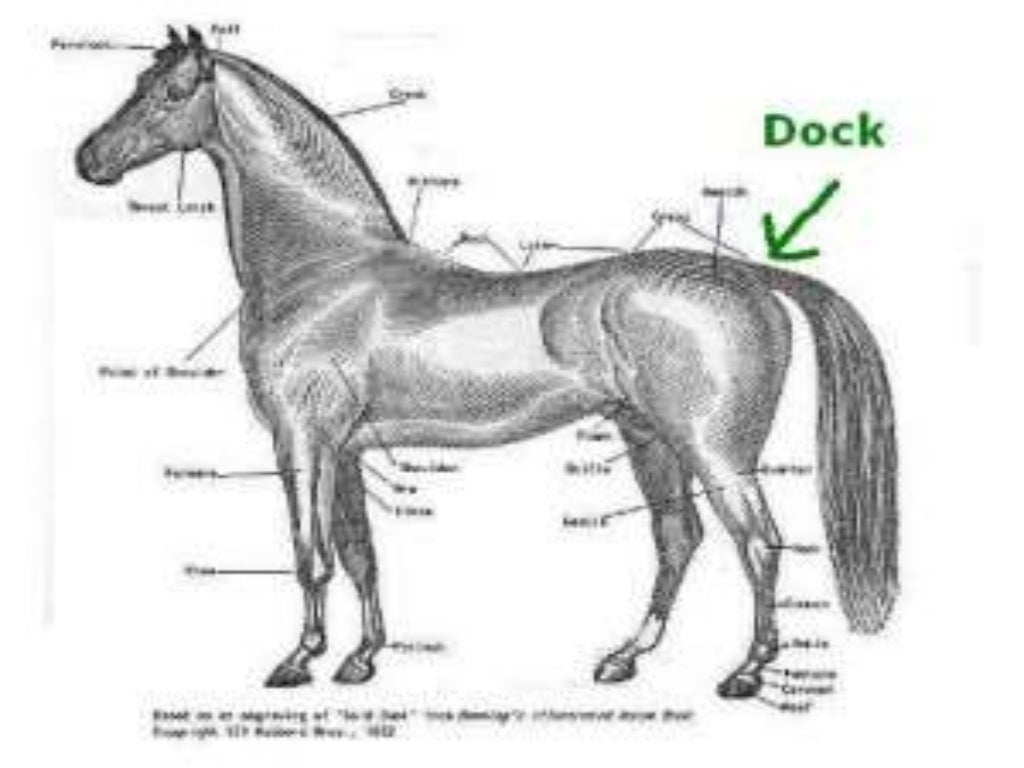 Tail docking in equines