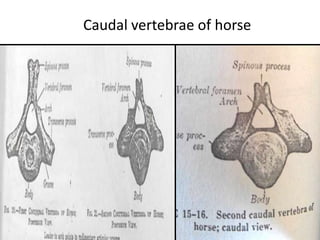 17+ Tail Docking Length Chart
