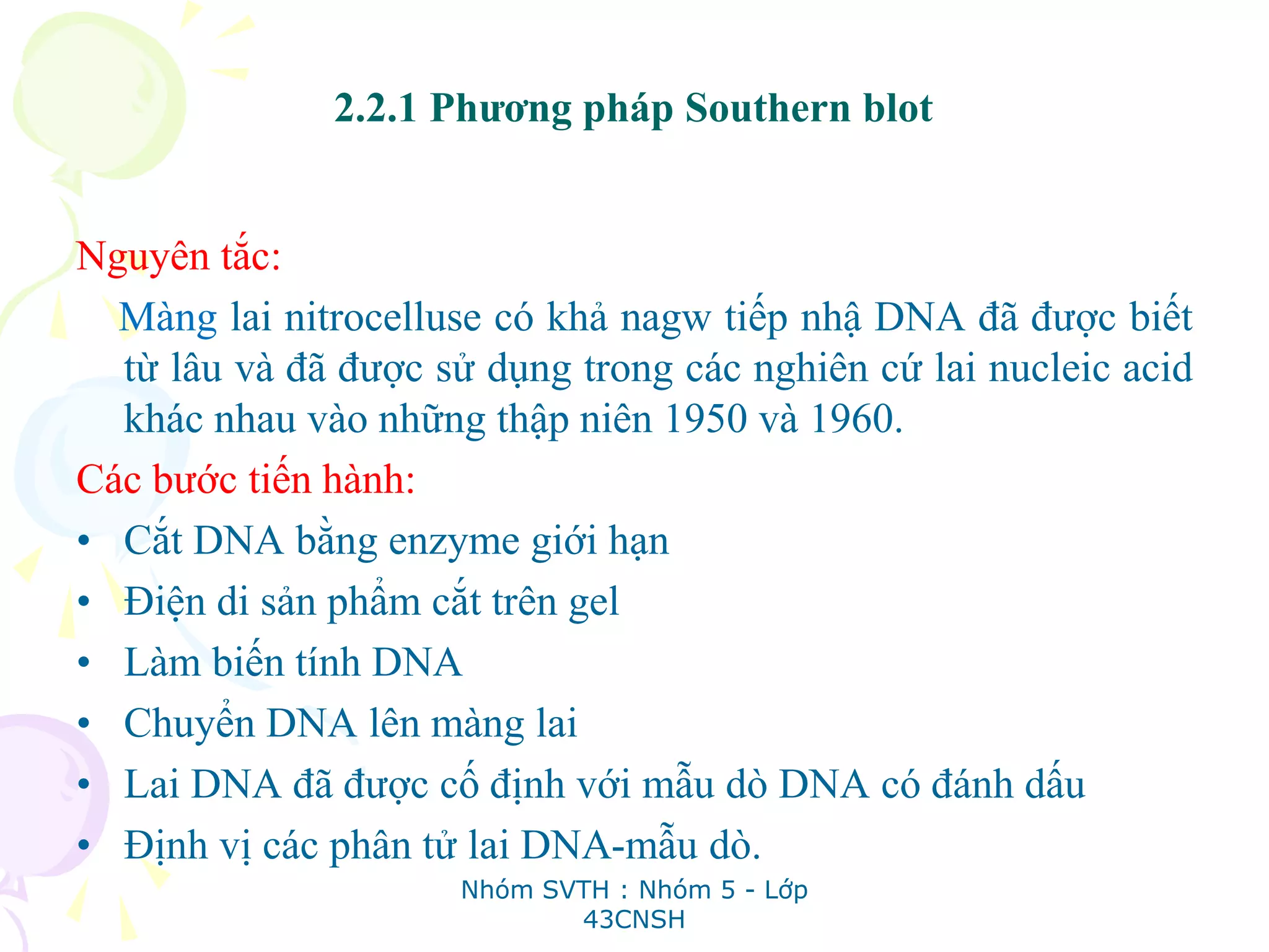 2.2.1 Phương pháp Southern blot
Nguyên tắc:
Màng lai nitrocelluse có khả nagw tiếp nhậ DNA đã được biết
từ lâu và đã được sử dụng trong các nghiên cứ lai nucleic acid
khác nhau vào những thập niên 1950 và 1960.
Các bước tiến hành:
• Cắt DNA bằng enzyme giới hạn
• Điện di sản phẩm cắt trên gel
• Làm biến tính DNA
• Chuyển DNA lên màng lai
• Lai DNA đã được cố định với mẫu dò DNA có đánh dấu
• Định vị các phân tử lai DNA-mẫu dò.
Nhóm SVTH : Nhóm 5 - Lớp
43CNSH
 