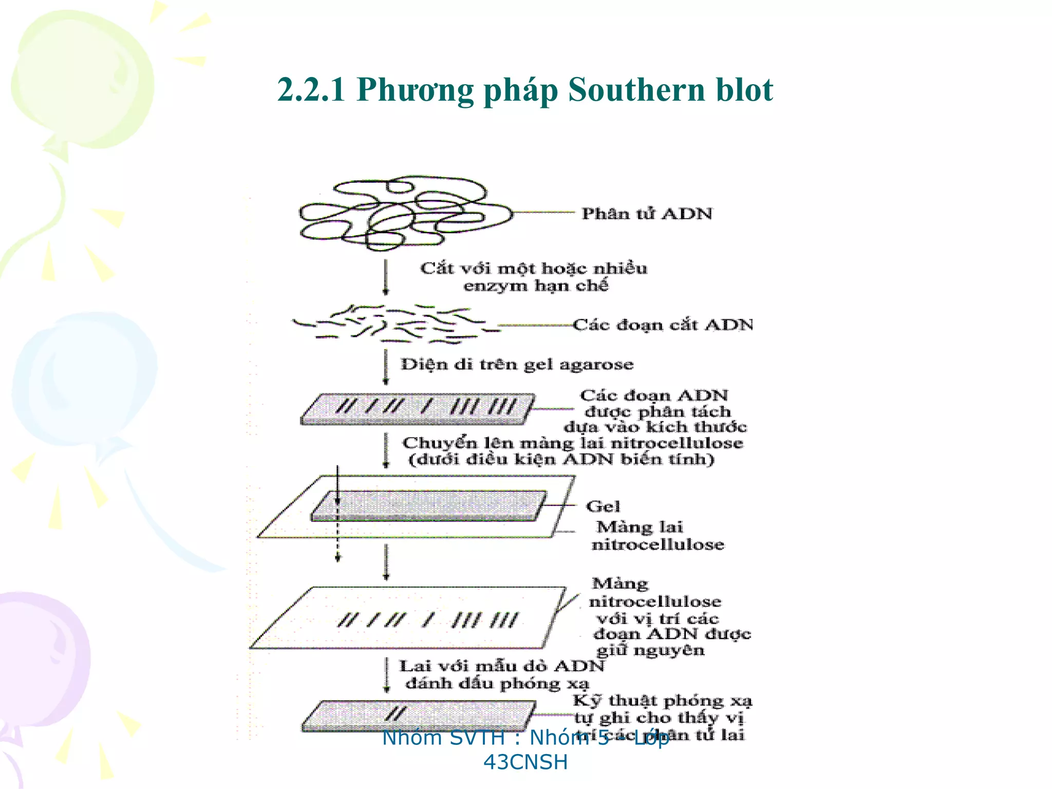 2.2.1 Phương pháp Southern blot
Nhóm SVTH : Nhóm 5 - Lớp
43CNSH
 