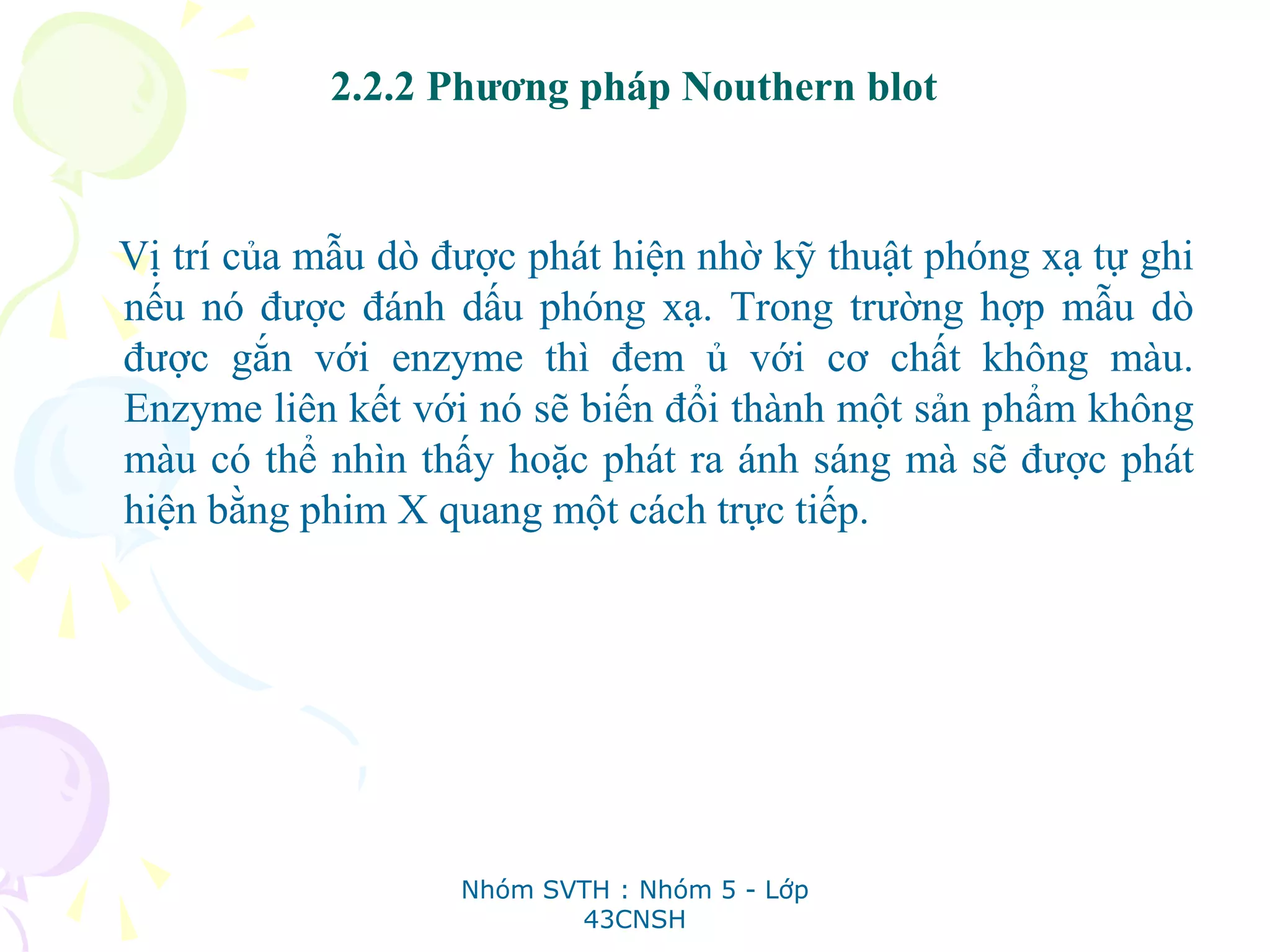 2.2.2 Phương pháp Nouthern blot
Vị trí của mẫu dò được phát hiện nhờ kỹ thuật phóng xạ tự ghi
nếu nó được đánh dấu phóng xạ. Trong trường hợp mẫu dò
được gắn với enzyme thì đem ủ với cơ chất không màu.
Enzyme liên kết với nó sẽ biến đổi thành một sản phẩm không
màu có thể nhìn thấy hoặc phát ra ánh sáng mà sẽ được phát
hiện bằng phim X quang một cách trực tiếp.
Nhóm SVTH : Nhóm 5 - Lớp
43CNSH
 