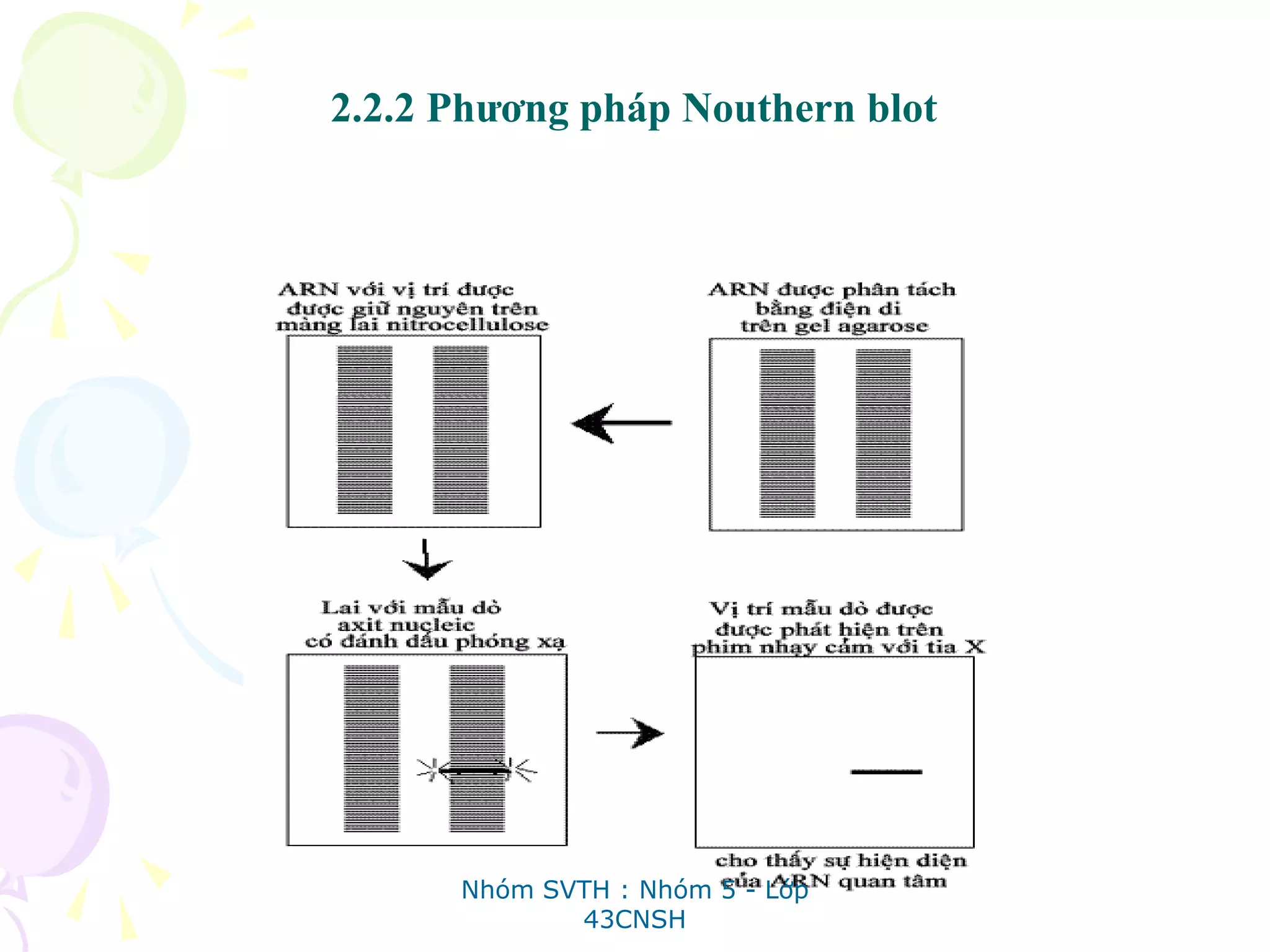 2.2.2 Phương pháp Nouthern blot
Nhóm SVTH : Nhóm 5 - Lớp
43CNSH
 
