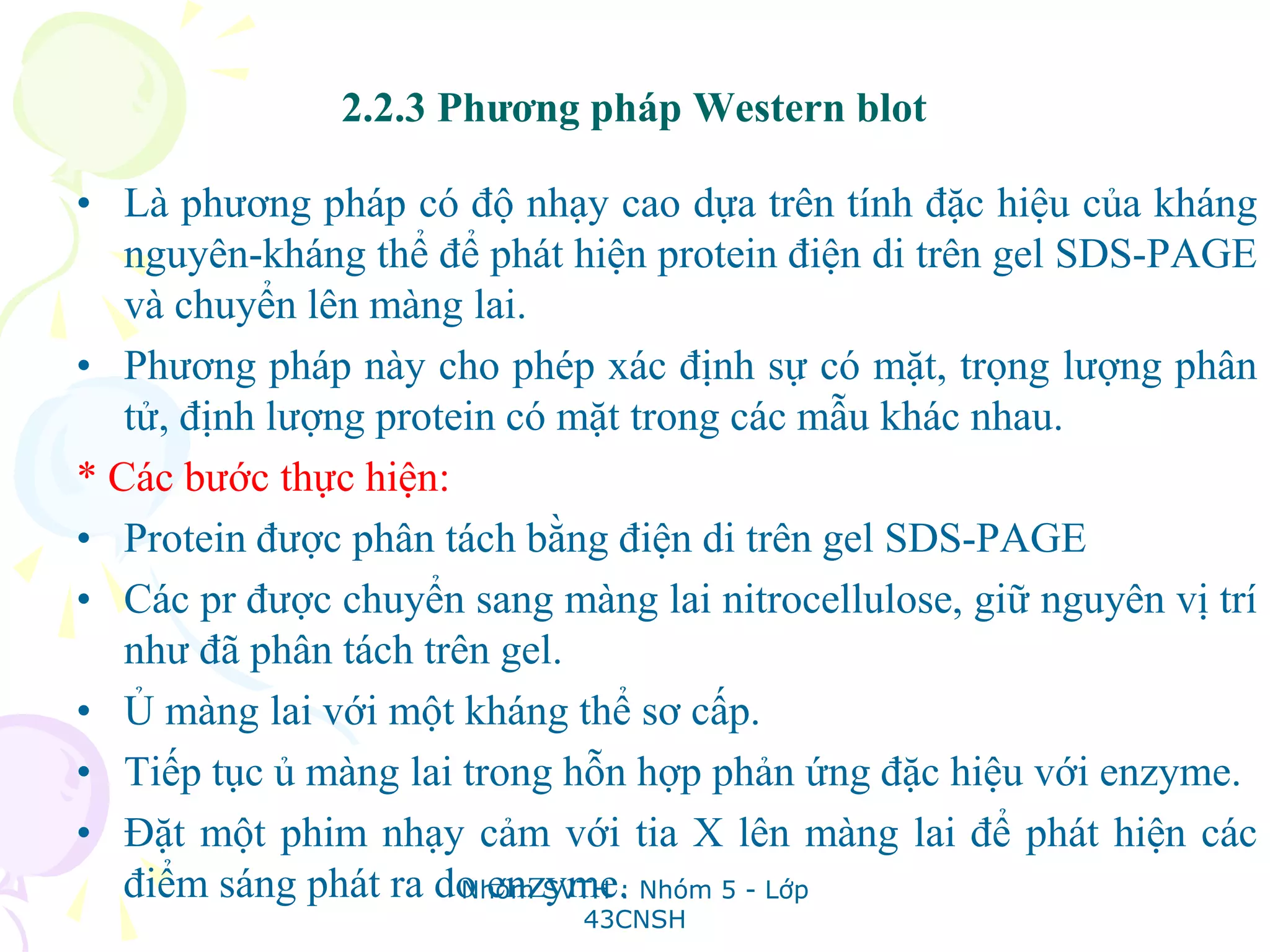 2.2.3 Phương pháp Western blot
• Là phương pháp có độ nhạy cao dựa trên tính đặc hiệu của kháng
nguyên-kháng thể để phát hiện protein điện di trên gel SDS-PAGE
và chuyển lên màng lai.
• Phương pháp này cho phép xác định sự có mặt, trọng lượng phân
tử, định lượng protein có mặt trong các mẫu khác nhau.
* Các bước thực hiện:
• Protein được phân tách bằng điện di trên gel SDS-PAGE
• Các pr được chuyển sang màng lai nitrocellulose, giữ nguyên vị trí
như đã phân tách trên gel.
• Ủ màng lai với một kháng thể sơ cấp.
• Tiếp tục ủ màng lai trong hỗn hợp phản ứng đặc hiệu với enzyme.
• Đặt một phim nhạy cảm với tia X lên màng lai để phát hiện các
điểm sáng phát ra do enzyme.Nhóm SVTH : Nhóm 5 - Lớp
43CNSH
 