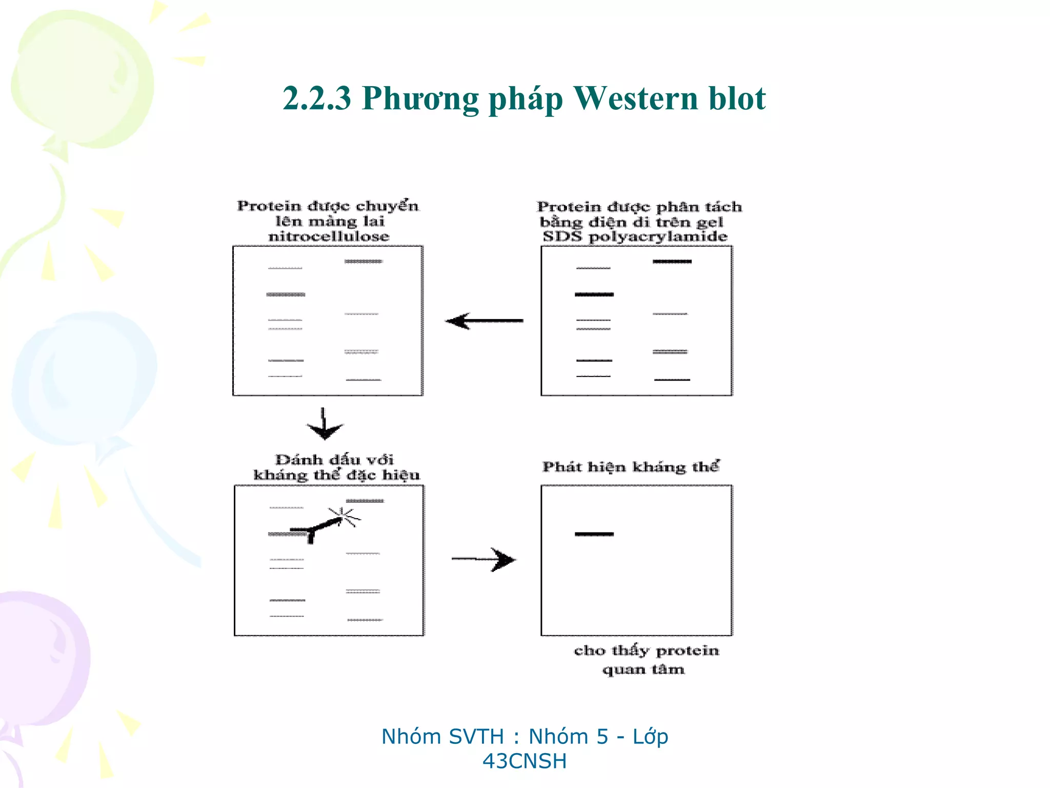 2.2.3 Phương pháp Western blot
Nhóm SVTH : Nhóm 5 - Lớp
43CNSH
 