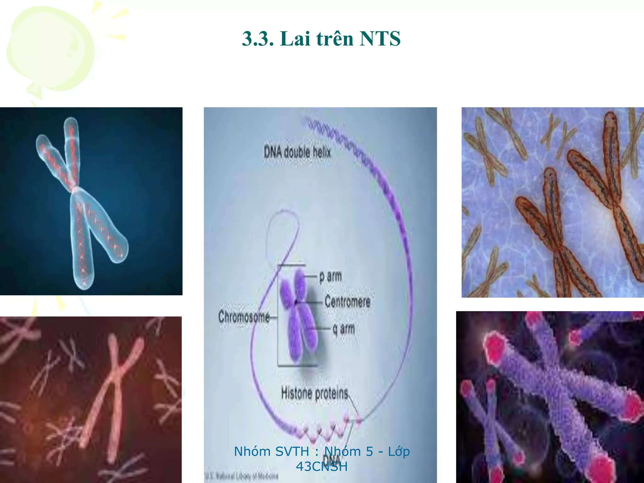 3.3. Lai trên NTS
Nhóm SVTH : Nhóm 5 - Lớp
43CNSH
 