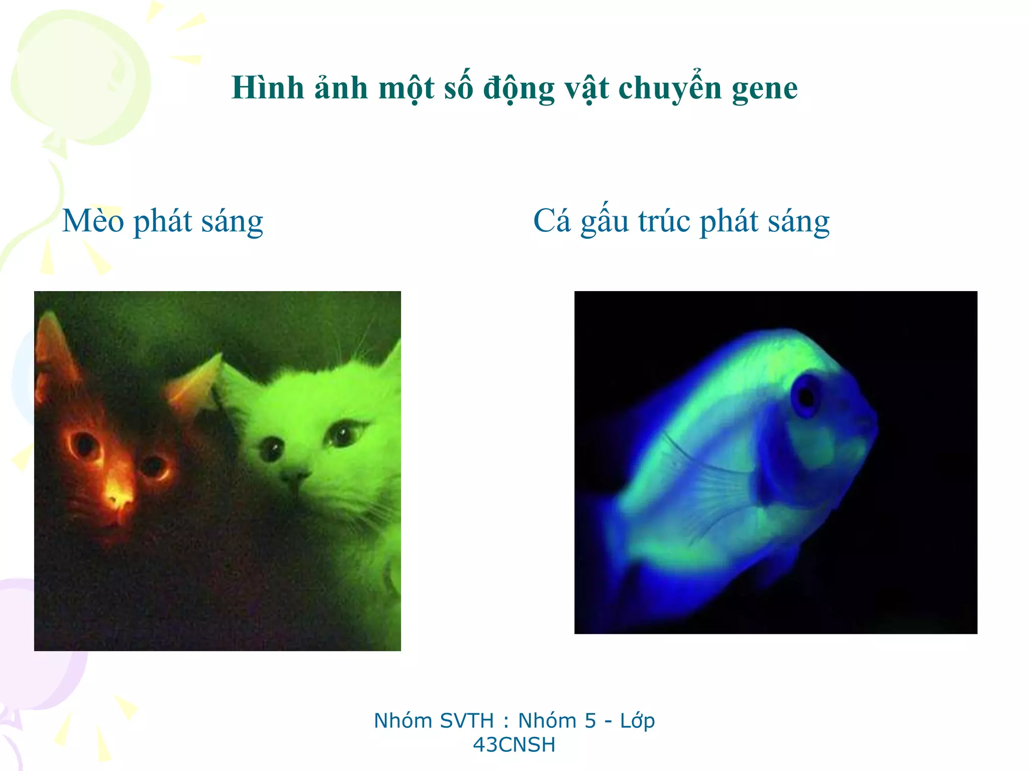 Hình ảnh một số động vật chuyển gene
Mèo phát sáng Cá gấu trúc phát sáng
Nhóm SVTH : Nhóm 5 - Lớp
43CNSH
 