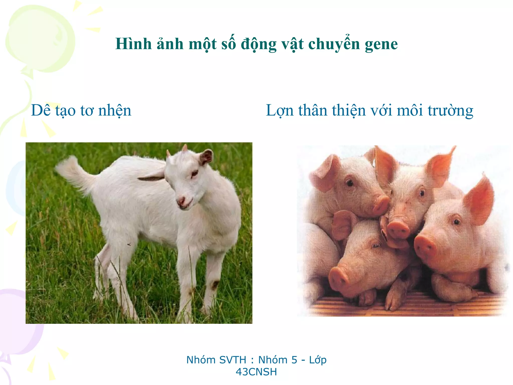 Hình ảnh một số động vật chuyển gene
Dê tạo tơ nhện Lợn thân thiện với môi trường
Nhóm SVTH : Nhóm 5 - Lớp
43CNSH
 