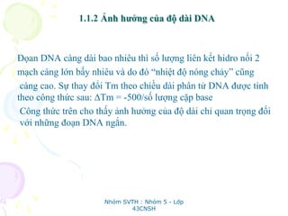 1.1.2 Ảnh hưởng của độ dài DNA
Đọan DNA càng dài bao nhiêu thì số lượng liên kết hidro nối 2
mạch càng lớn bấy nhiêu và do đó “nhiệt độ nóng chảy” cũng
càng cao. Sự thay đổi Tm theo chiều dài phân tử DNA được tính
theo công thức sau: ∆Tm = -500/số lượng cặp base
Công thức trên cho thấy ảnh hưởng của độ dài chỉ quan trọng đối
với những đoạn DNA ngắn.
Nhóm SVTH : Nhóm 5 - Lớp
43CNSH
 