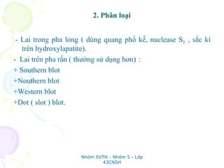 2. Phân loại
- Lai trong pha lỏng ( dùng quang phổ kế, nuclease S1 , sắc kí
trên hydroxylapatite).
- Lai trên pha rắn ( thường sử dụng hơn) :
+ Southern blot
+Nouthern blot
+Western blot
+Dot ( slot ) blot.
Nhóm SVTH : Nhóm 5 - Lớp
43CNSH
 