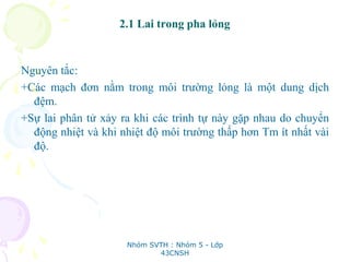 2.1 Lai trong pha lỏng
Nguyên tắc:
+Các mạch đơn nằm trong môi trường lỏng là một dung dịch
đệm.
+Sự lai phân tử xảy ra khi các trình tự này gặp nhau do chuyển
động nhiệt và khi nhiệt độ môi trường thấp hơn Tm ít nhất vài
độ.
Nhóm SVTH : Nhóm 5 - Lớp
43CNSH
 