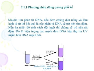 2.1.1 Phương pháp dùng quang phổ kế
Nhuộm tím phân tử DNA, nếu đem chúng đun nóng và làm
lạnh từ từ thì kết quả là các phân tử DNA sẽ trở nên tím đậm.
Nếu hạ nhiệt độ một cách đột ngột thì chúng sẽ trở nên rất
đậm. Đó là hiện tượng các mạch đơn DNA hấp thụ tia UV
mạnh hơn DNA mạch đôi.
Nhóm SVTH : Nhóm 5 - Lớp
43CNSH
 