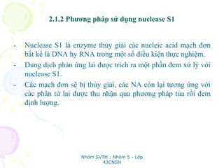 2.1.2 Phương pháp sử dụng nuclease S1
- Nuclease S1 là enzyme thủy giải các nucleic acid mạch đơn
bất kể là DNA hy RNA trong một số điều kiện thực nghiệm.
- Dung dịch phản ứng lai được trích ra một phần đem xử lý với
nuclease S1.
- Các mạch đơn sẽ bị thủy giải, các NA còn lại tương ứng với
các phân tử lai được thu nhận qua phương pháp tủa rồi đem
định lượng.
Nhóm SVTH : Nhóm 5 - Lớp
43CNSH
 