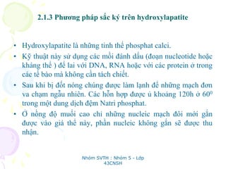 2.1.3 Phương pháp sắc ký trên hydroxylapatite
• Hydroxylapatite là những tinh thể phosphat calci.
• Kỹ thuật này sử dụng các mồi đánh dấu (đoạn nucleotide hoặc
kháng thể ) để lai với DNA, RNA hoặc với các protein ở trong
các tế bào mà không cần tách chiết.
• Sau khi bị đốt nóng chúng được làm lạnh để những mạch đơn
va chạm ngẫu nhiên. Các hỗn hợp được ủ khoảng 120h ở 600
trong một dung dịch đệm Natri phosphat.
• Ở nồng độ muối cao chỉ những nucleic mạch đôi mới gắn
được vào giá thể này, phần nucleic không gắn sẽ được thu
nhận.
Nhóm SVTH : Nhóm 5 - Lớp
43CNSH
 