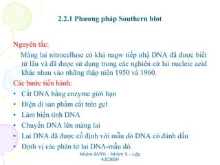 2.2.1 Phương pháp Southern blot
Nguyên tắc:
Màng lai nitrocelluse có khả nagw tiếp nhậ DNA đã được biết
từ lâu và đã được sử dụng trong các nghiên cứ lai nucleic acid
khác nhau vào những thập niên 1950 và 1960.
Các bước tiến hành:
• Cắt DNA bằng enzyme giới hạn
• Điện di sản phẩm cắt trên gel
• Làm biến tính DNA
• Chuyển DNA lên màng lai
• Lai DNA đã được cố định với mẫu dò DNA có đánh dấu
• Định vị các phân tử lai DNA-mẫu dò.
Nhóm SVTH : Nhóm 5 - Lớp
43CNSH
 