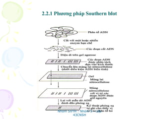 2.2.1 Phương pháp Southern blot
Nhóm SVTH : Nhóm 5 - Lớp
43CNSH
 
