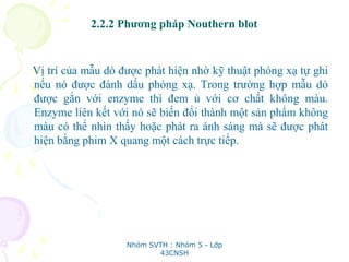 2.2.2 Phương pháp Nouthern blot
Vị trí của mẫu dò được phát hiện nhờ kỹ thuật phóng xạ tự ghi
nếu nó được đánh dấu phóng xạ. Trong trường hợp mẫu dò
được gắn với enzyme thì đem ủ với cơ chất không màu.
Enzyme liên kết với nó sẽ biến đổi thành một sản phẩm không
màu có thể nhìn thấy hoặc phát ra ánh sáng mà sẽ được phát
hiện bằng phim X quang một cách trực tiếp.
Nhóm SVTH : Nhóm 5 - Lớp
43CNSH
 