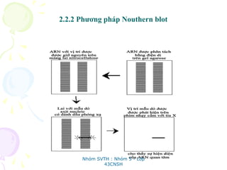2.2.2 Phương pháp Nouthern blot
Nhóm SVTH : Nhóm 5 - Lớp
43CNSH
 