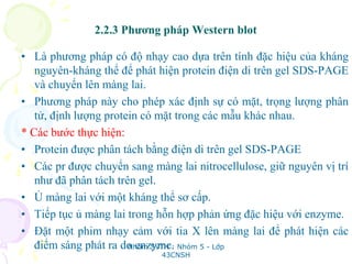 2.2.3 Phương pháp Western blot
• Là phương pháp có độ nhạy cao dựa trên tính đặc hiệu của kháng
nguyên-kháng thể để phát hiện protein điện di trên gel SDS-PAGE
và chuyển lên màng lai.
• Phương pháp này cho phép xác định sự có mặt, trọng lượng phân
tử, định lượng protein có mặt trong các mẫu khác nhau.
* Các bước thực hiện:
• Protein được phân tách bằng điện di trên gel SDS-PAGE
• Các pr được chuyển sang màng lai nitrocellulose, giữ nguyên vị trí
như đã phân tách trên gel.
• Ủ màng lai với một kháng thể sơ cấp.
• Tiếp tục ủ màng lai trong hỗn hợp phản ứng đặc hiệu với enzyme.
• Đặt một phim nhạy cảm với tia X lên màng lai để phát hiện các
điểm sáng phát ra do enzyme.Nhóm SVTH : Nhóm 5 - Lớp
43CNSH
 