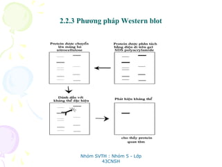 2.2.3 Phương pháp Western blot
Nhóm SVTH : Nhóm 5 - Lớp
43CNSH
 